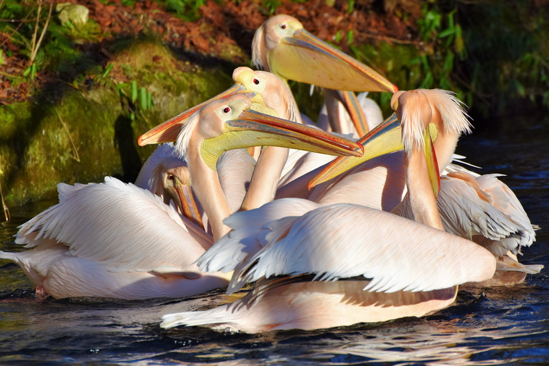 nature, body, beauty in nature, two animals, group of animals, pelican, water bird, animal, tierpark hellabrunn, day, vertebrate, pelikan, bird, focus on foreground