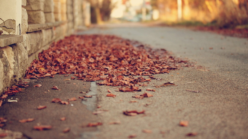 day, cobblestone, outdoors, lane, falling, road, asphalt, plant part, selective focus, yellow, close-up, surface level, direction, dirty, red, street, nature