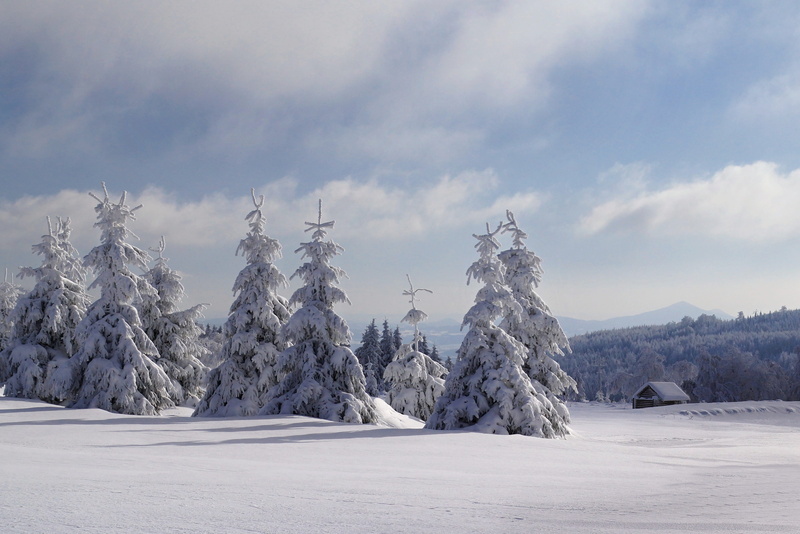 pine woodland, woodland, pf 2017, Snow, Pf, fir Tree, land, evergreen tree, ice, tranquility, romance, finery, solitude, cold - Temperature, blue, pine Tree