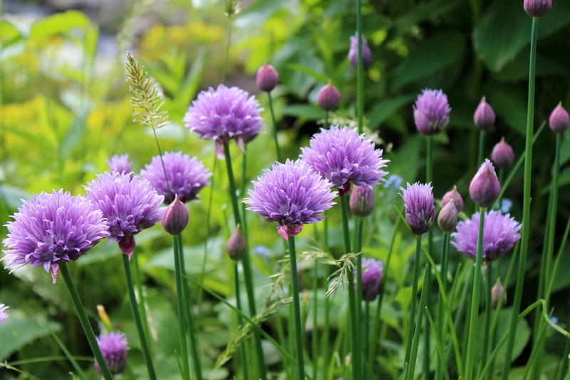 ornamental garden, no people, pink color, growth, petal, inflorescence, photo, freshness, fragility, green color, pf, herbs, clover, flowers, purple, chive