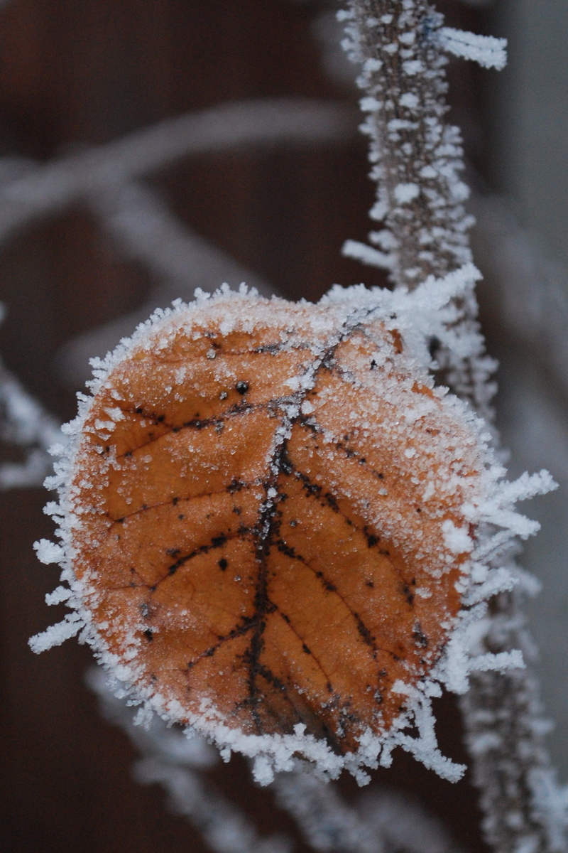baked, winter, pf 2018, rime, cold temperature, snow, indoors, 1080P, ready-to-eat, no people, dessert, frozen, food, freshness, powdered sugar, close-up