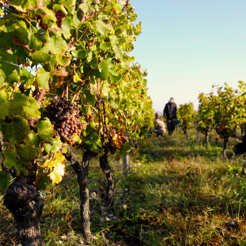 real people, land, sunlight, cérons, landscape, field, vine, pf, outdoors, 2K, agriculture, rural scene, aqutaine, winemaking, green color, plant, nature