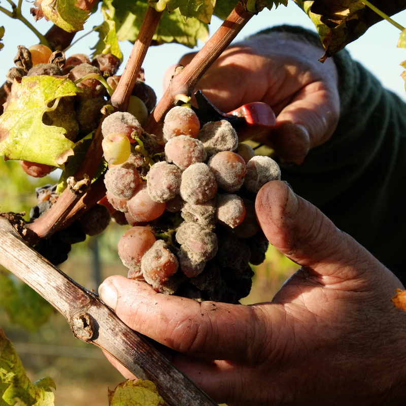 day, human hand, 2K, outdoors, hands, farmer, hand, men, growth, vintage, grape, food, freshness, real people, fruit, organic, close-up, agriculture, cérons