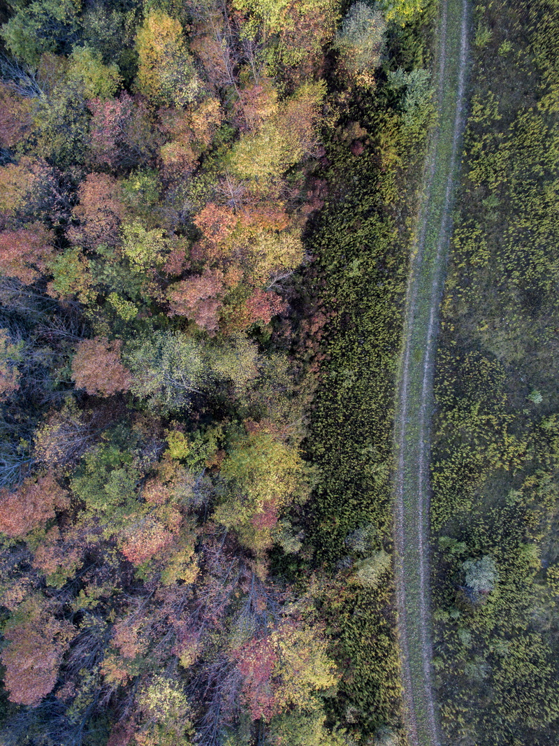 growth, road, photography, beauty in nature, full frame, no people, day, tree, pathway, aerial view, nature, tranquility, pf, aerial, color, green color