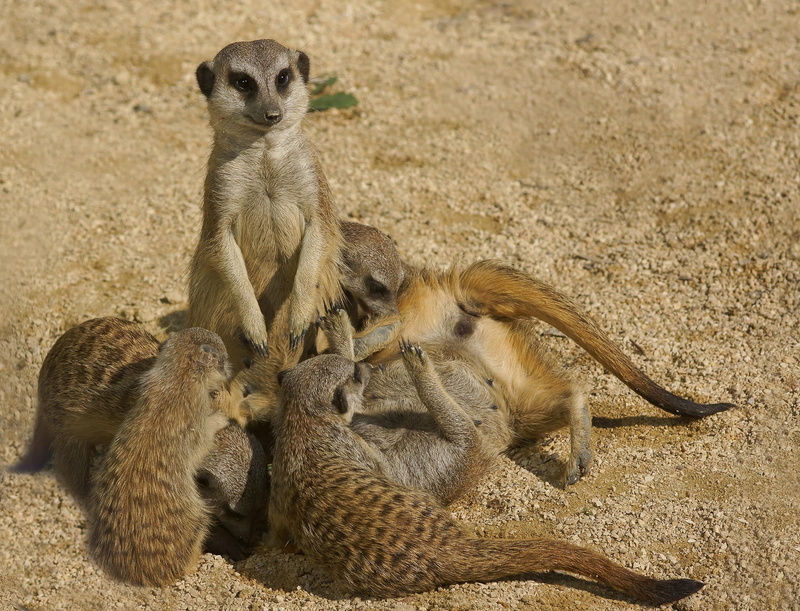 animals, carnivora, vigilant, relaxation, watch, cute, meerkat, young animal, group picture, vertebrate, group of animals, zoo, creature, animal, baboon