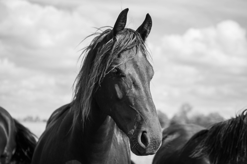 one animal, livestock, nature, day, animal, 5K, head, animals, sky, pets, focus on foreground, meadow, cloud - sky, no people, herbivorous, horse, animal head