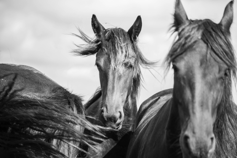 vertebrate, animals, animal head, day, animal wildlife, friesian horse, horsehead, nature, 5K, working animal, black, herbivorous, horses, animal, animal themes