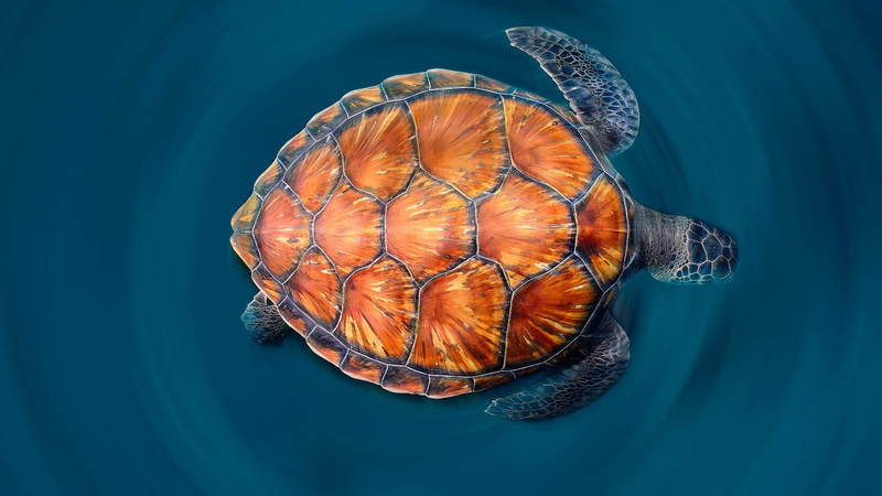 Canary, 1080P, Turtle, Islands