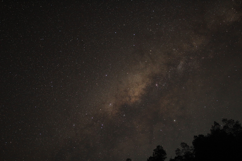 wild, star, galaxy, milky way, star field, tranquility, idyllic, outdoors, plant, photograph, milkyway, milky, way, low angle view, sky, no people, silhouette