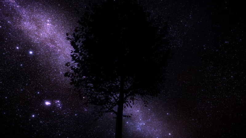 low angle view, scenics - nature, star - space, black background, tranquility, galaxy, no people, star field, night, purple, astronomy, star, milkyway stars tree
