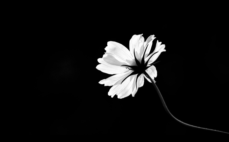 black background, black and white flower, flowering plant, close-up, white, indoors, illustration, petal, cosmos, copy space, fragility, bw flower, vulnerability