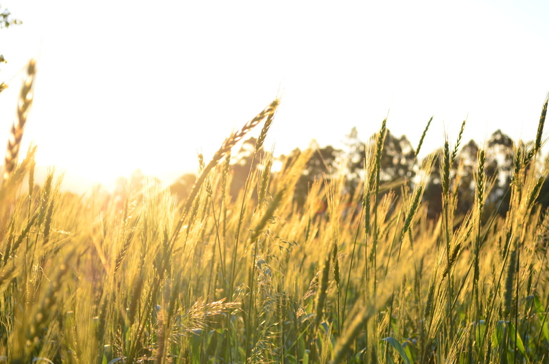 Cosmos (flower), landscape, sun rays, 4K