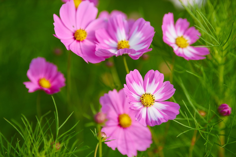 Beautiful, 4K, Pink Cosmos, 5K, 5K, Cosmos, Cosmos flowers