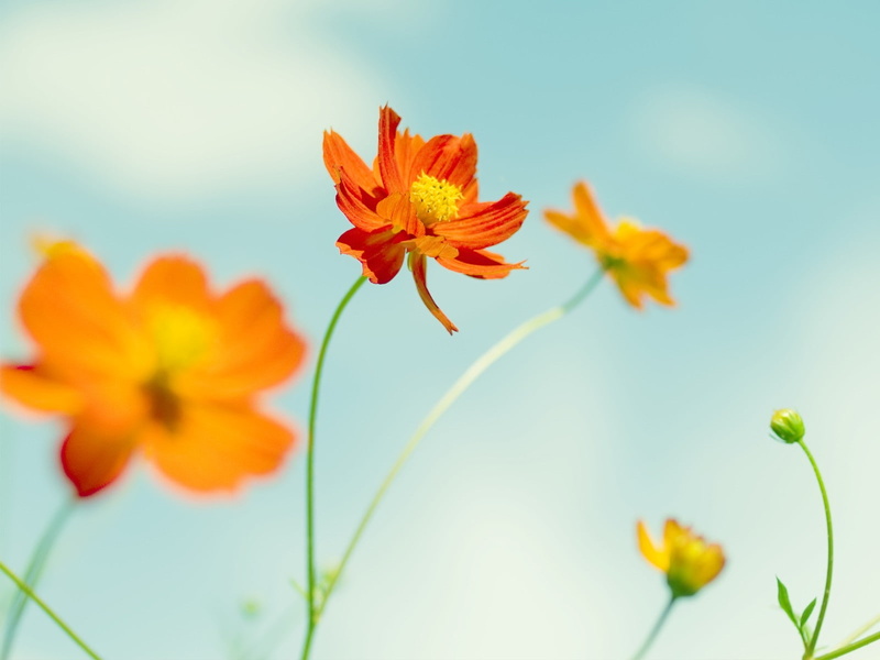 orange flowers, plants, Cosmos (flower), yellow, green, 720P, flowers, sky, orange