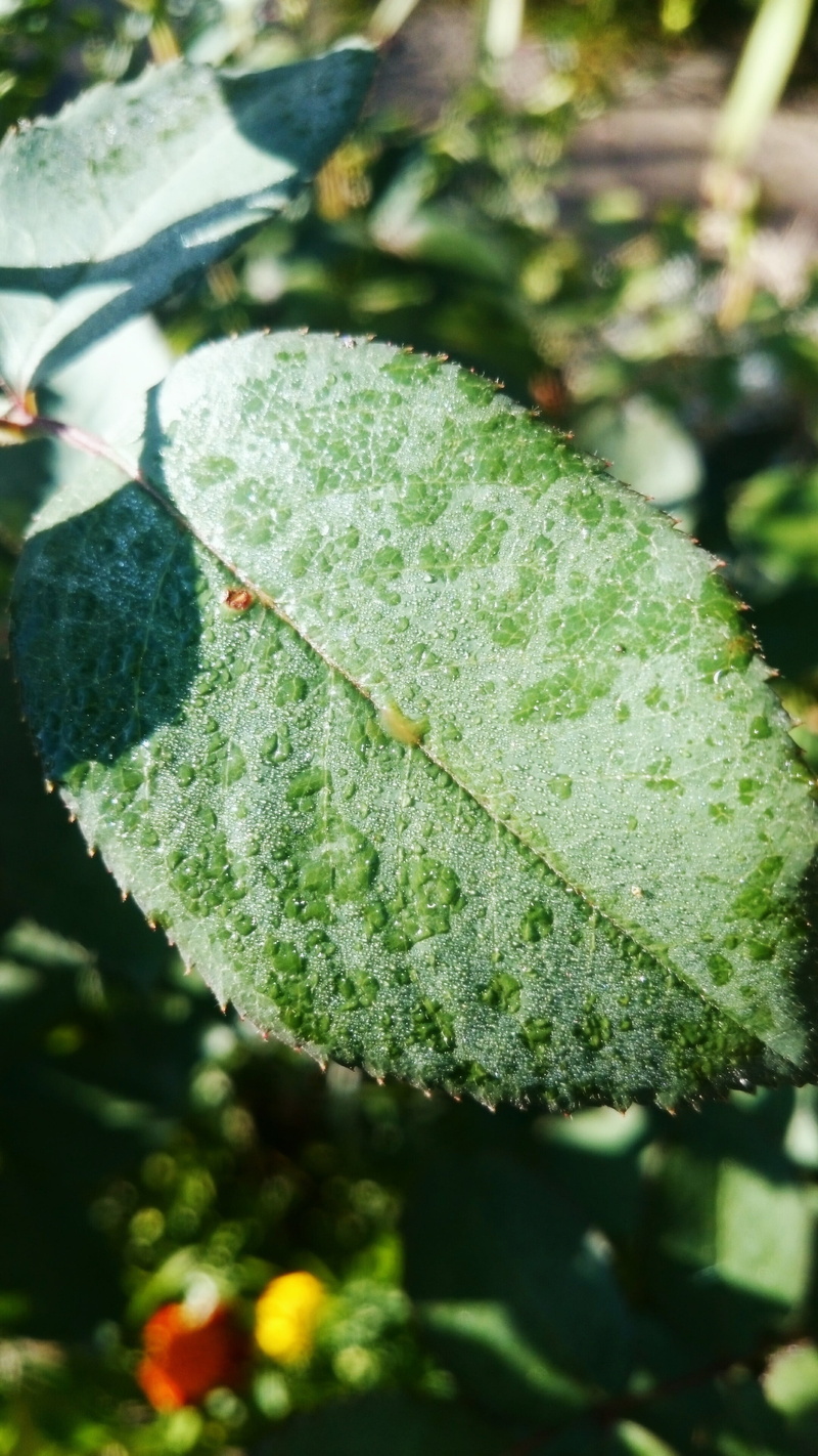 4K, green color, leaves, freshness, raindrop, day, tree, plant part, sunlight, drop, close-up, stone, white, outdoors, rose, leaf, no people, Cosmos (flower)
