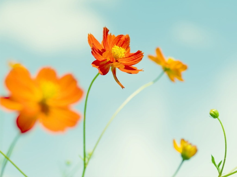 inflorescence, plant, 480P, orange color, day, no people, nature, close-up, flowering plant, pollen, flower head, green, flowers, orange, outdoors, sky