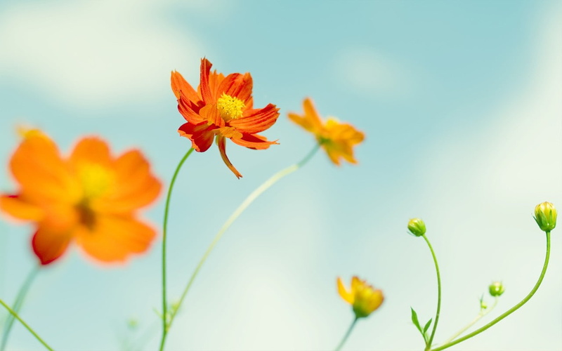 yellow, selective focus, focus on foreground, freshness, growth, orange flowers, orange color, Cosmos (flower), plant, flowering plant, vulnerability, flower