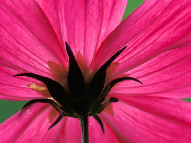flower, 720P, cosmos