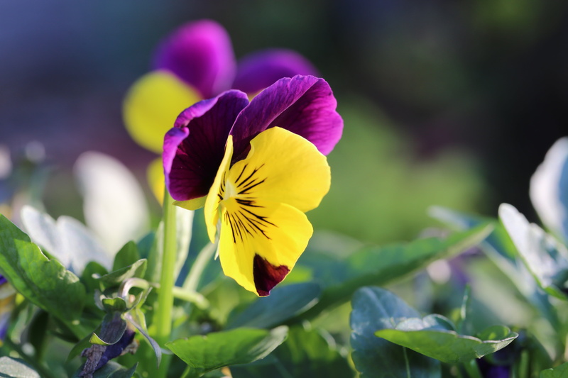 petaled, closeup, petal, flower, nature, plant, cool, yellow, 5K, Pansies, closeup photography, weather, photography, Series, purple, summer