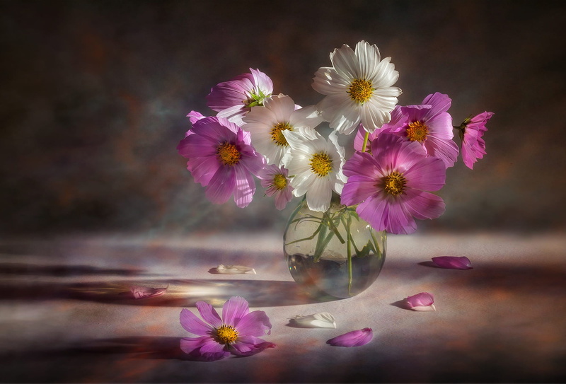 White Flower, Flower, Photography, Vase, Cosmos, 1080P, Pink Flower, Still Life