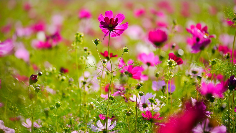 closeup, pink Color, photography, 2K, summer, nature, plant, flower, hsinchu, meadow, petaled, purple, outdoors, pink