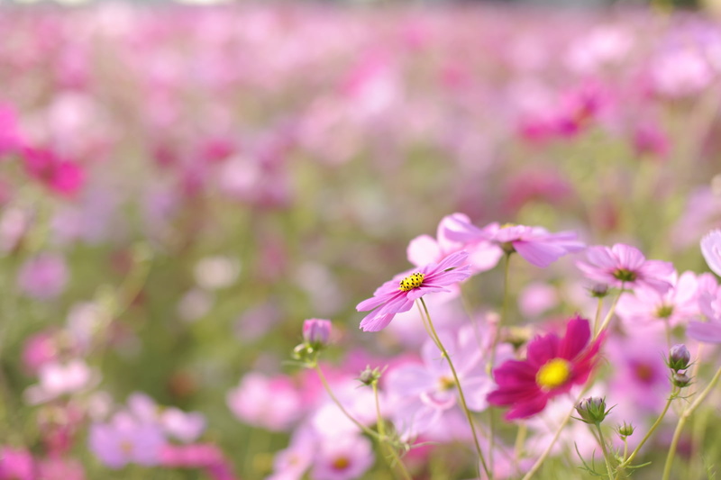EX, Anjo, nature, Cosmos, pink Color, Aichi, F1.4, outdoors, focus, Sigma, Pink, flower, DG, selective focus, summer, Nikon  D3S, selective, 安城, shrine