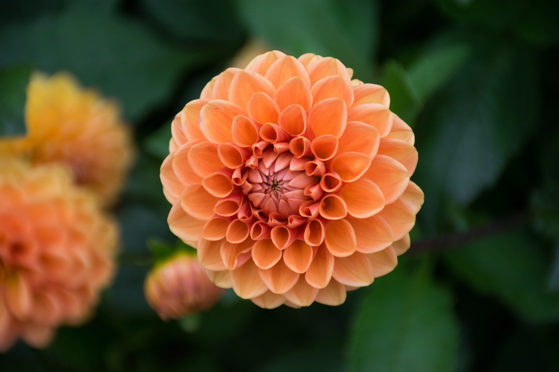 flower, orange color, bloom, focus on foreground, close, fragility, dahlia, colored, flowering plant, blossom, petals, freshness, growth, no people, close-up