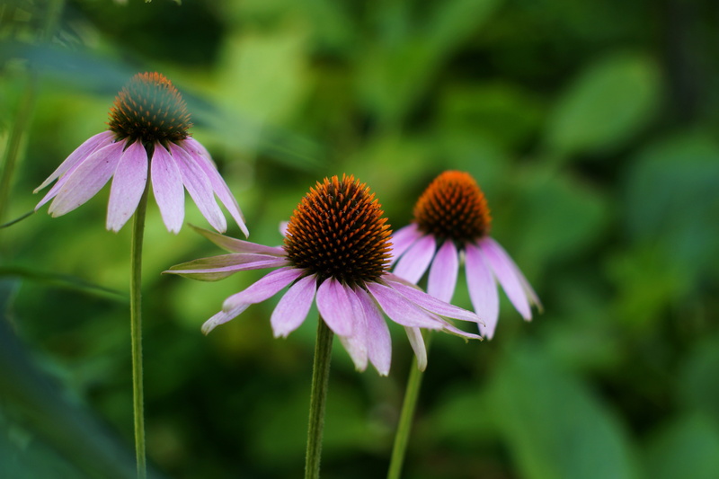 purple, summer, closeup, Super, three, petaled, photography, 5K, close-up, outdoors, Echinacea, Purpurea, coneflower, insect, flower, plant, macro, nature