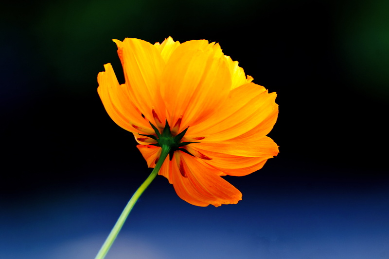 Park, Nikon  D7000, Orange, VC, Di, CLUB, Japan, Flower, Plant, USD, Bokeh, SP 70, photography, focus, Aoba, cosmos, Swaying, Kanagawa, Nature, Model, Field