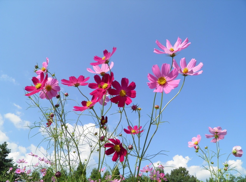green Color, sky, 1080P, formal Garden, petaled, close-up, meadow, flowers, backgrounds, low angle view, blossom, flowering plant, blue, inflorescence