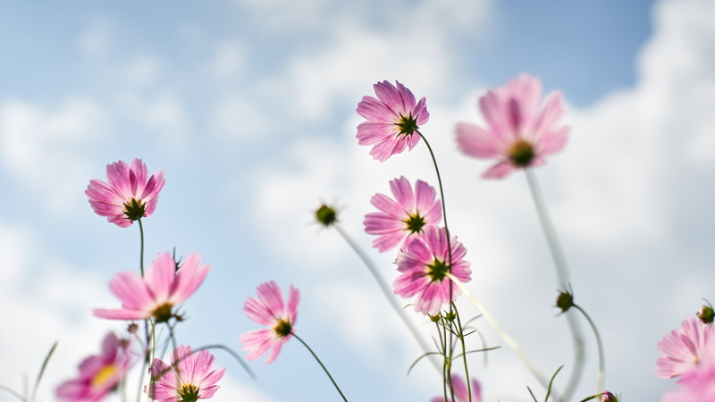 nature, リング, petaled, Contax, closeup, outdoors, beauty In Nature, springtime, flower, cosmos Flower, photo, pink, pink Color, plant, flash, wind, flowers