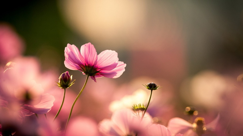 beauty in nature, selective focus, outdoors, pink color, 1080P, freshness, cosmos flower, petal, close-up, landscape, sunlight, flowerbed, flower, fragility
