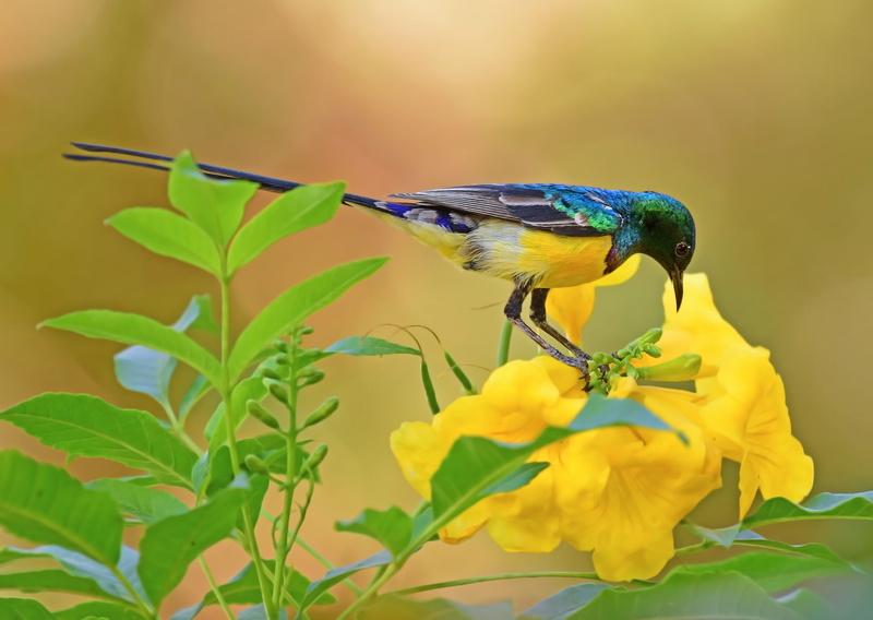 colorful, flowers, plants, animals, green, yellow flowers, yellow, 1080P, birds