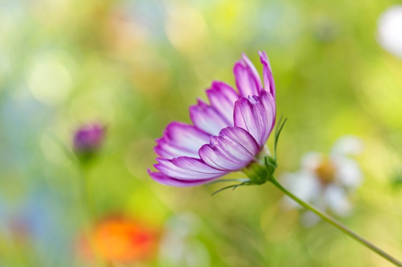 white, Denver Botanic Gardens, closeup, capture, Summer, macro, flower, 4K, purple, photography, floral, flowers, shallow, white flower, Colorado, cosmos