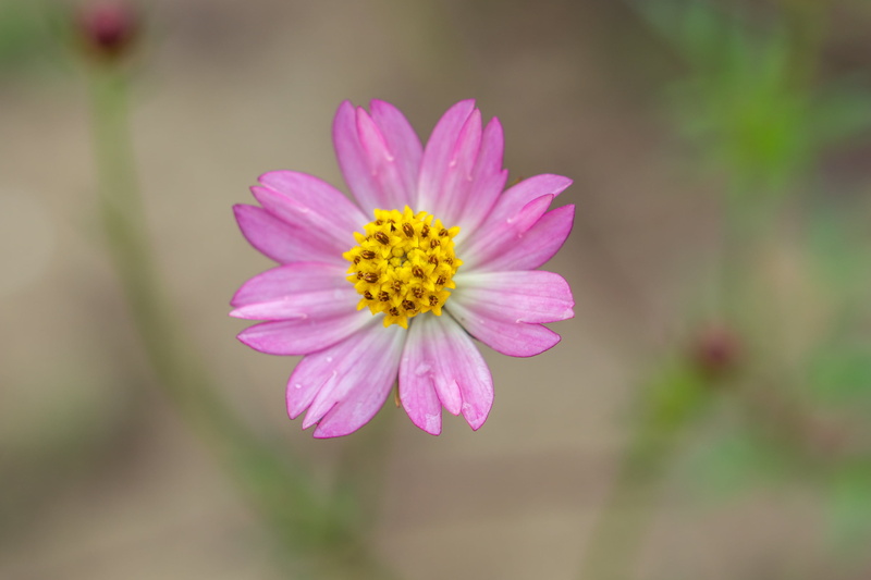 Cosmos Caudatus, summer, flower, petal, white, cosmos Flower, macro, closeup, purple, sel50f18, Sony A6000, photo, 2K, Extension Tube, pink Color, Outdoor
