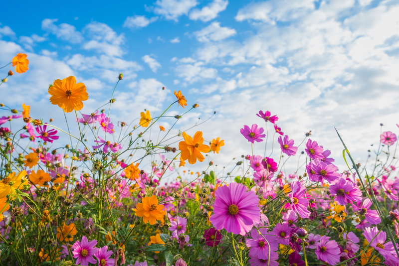 flowers, 5K, pink, colorful, the sun, meadow, cosmos, summer, the sky, field