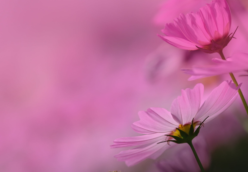 growth, springtime, flowering plant, plant, cosmos flower, 1080P, nature, no people, flowers, vulnerability, beauty in nature, flower, flower head, plants
