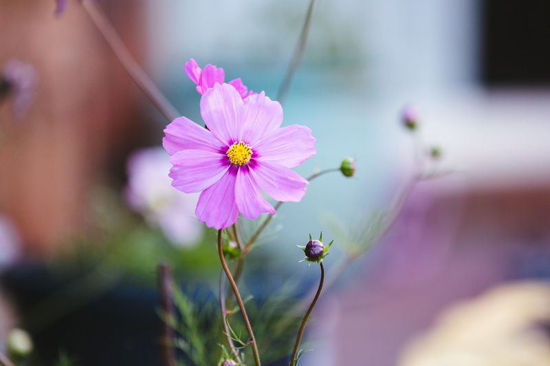 flowers, freshness, close-up, fragility, plants, outdoors, day, 4K, flower head, beauty in nature, growth, inflorescence, purple, flower, nature, pollen