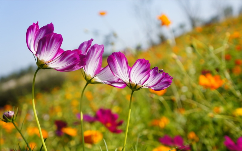 inflorescence, flower, flowering plant, high, cosmos flower, beauty in nature, no people, outdoors, focus on foreground, freshness, purple, land, kosmeya