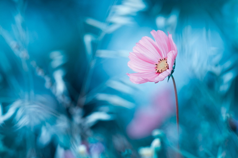 flowering plant, pollen, vulnerability, flowers, pink, growth, plant, nature, dress, freshness, flower head, beauty in nature, petal, plants, floral, close-up