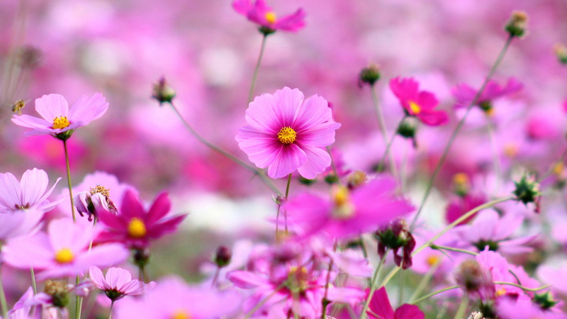 purple, focus on foreground, beautiful, pink color, pollen, springtime, flowers, softness, beauty in nature, vulnerability, nature, hd, outdoors, cosmos