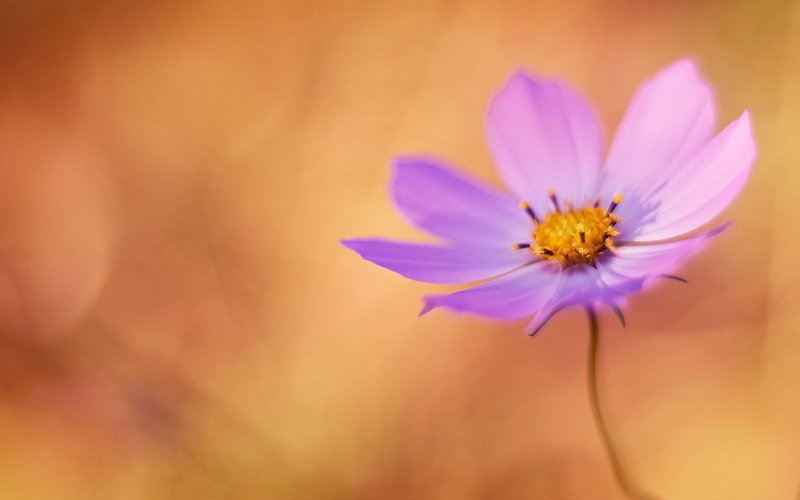 flowering plant, vulnerability, flower, purple, flowers, growth, softness, single object, flower head, nature, selective focus, no people, freshness, closeup