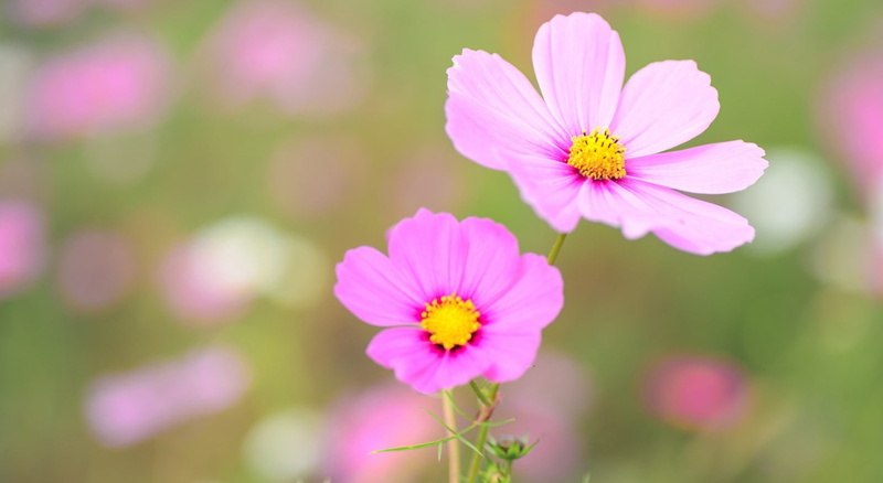 focus on foreground, nature, growth, flowers, outdoors, close-up, flower, beauty in nature, vulnerability, day, plant, cosmos flower, petal, freshness