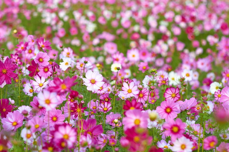 1080P, Flowers, Nature, Flower, Cosmos, Pink Flower