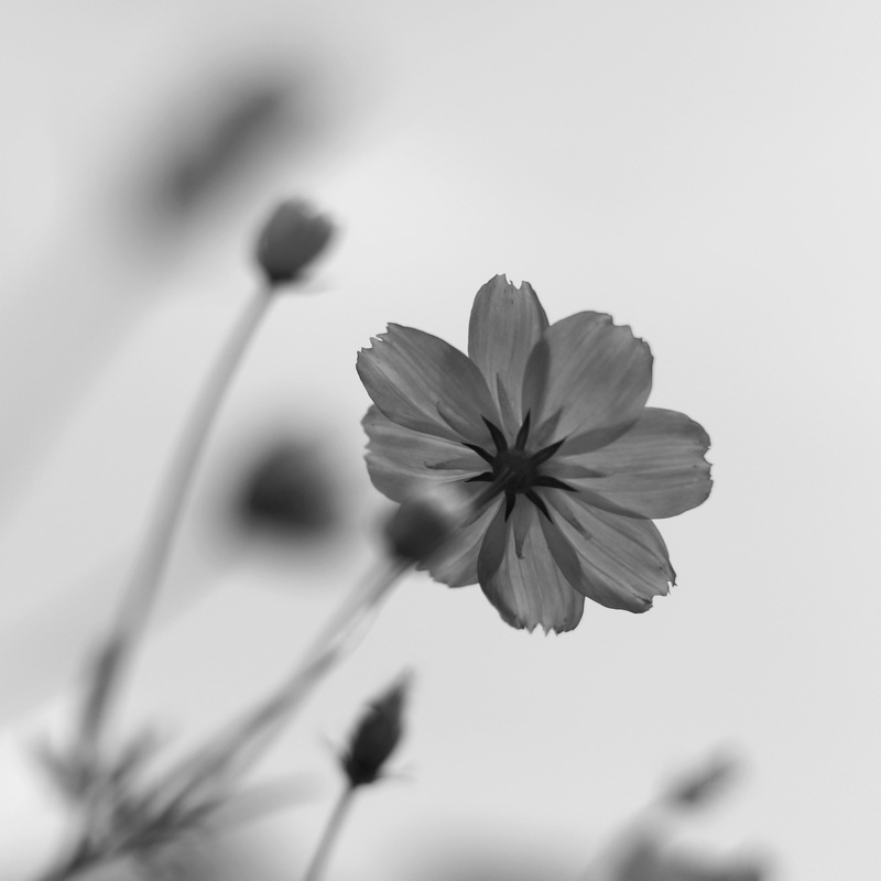 little, Takumar, autumn, photo, flower, 4K, Cosmos, Super, springtime, greyscale, F1, summer, close-up, petal, plant, nature
