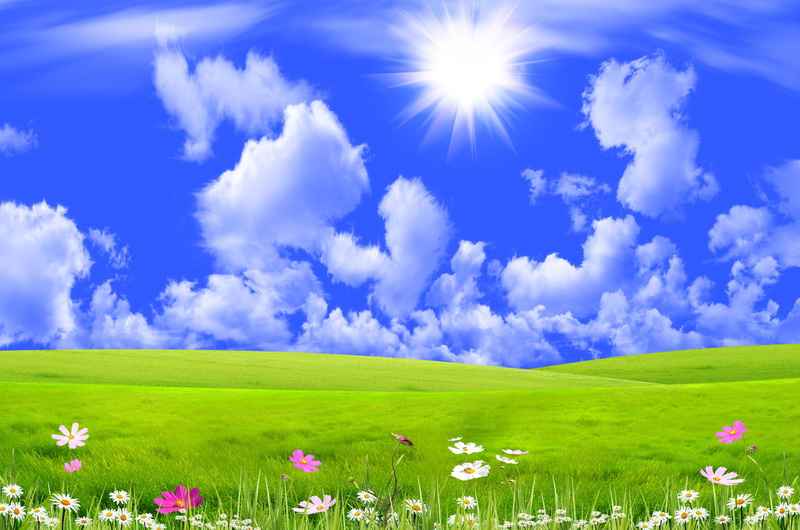 scenics - nature, sun, flowers, land, growth, multi Colored, the sun, flower, field, vibrant Color, flowering plant, sunlight, collage, pink, summer, daytime