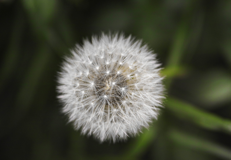 plant, inflorescence, flowering plant, blossom, dandelion seed, outdoors, color, delicate, focus on foreground, bright, green, vulnerability, flora, nature