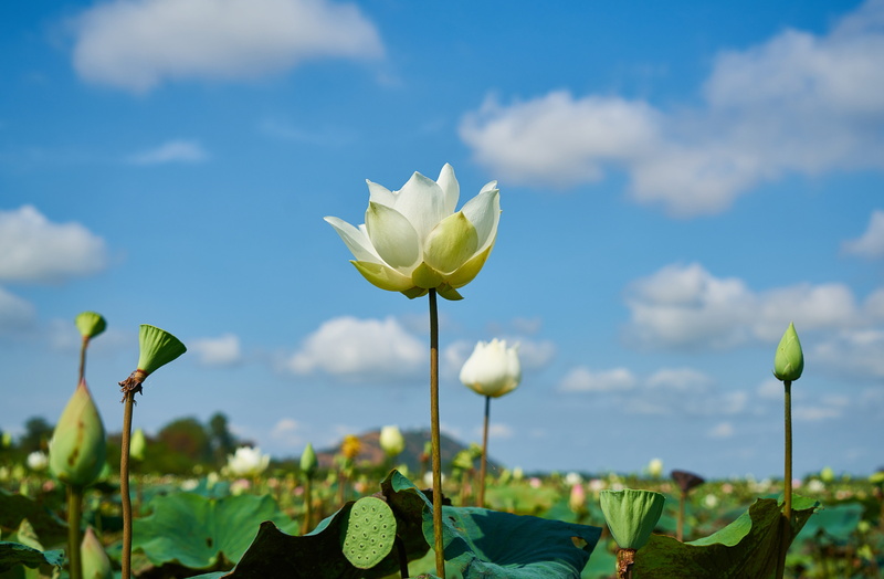 clouds, spring flowers, water lily, flower head, nature, composition, green, close, field, lotus water lily, leaf, beautiful, love, no people, plant part