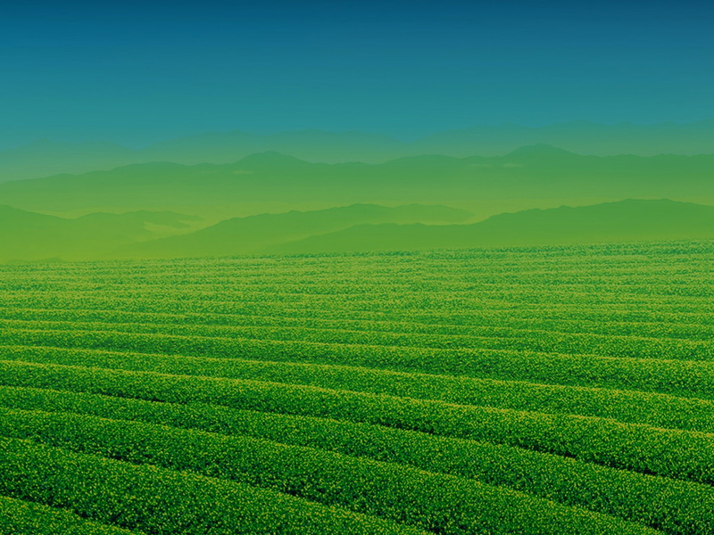 iphone, growth, plant, apple, plus, 1080P, rural scene, tea crop, ios, field, beauty in nature, environment, green, crop, plantation, tranquility