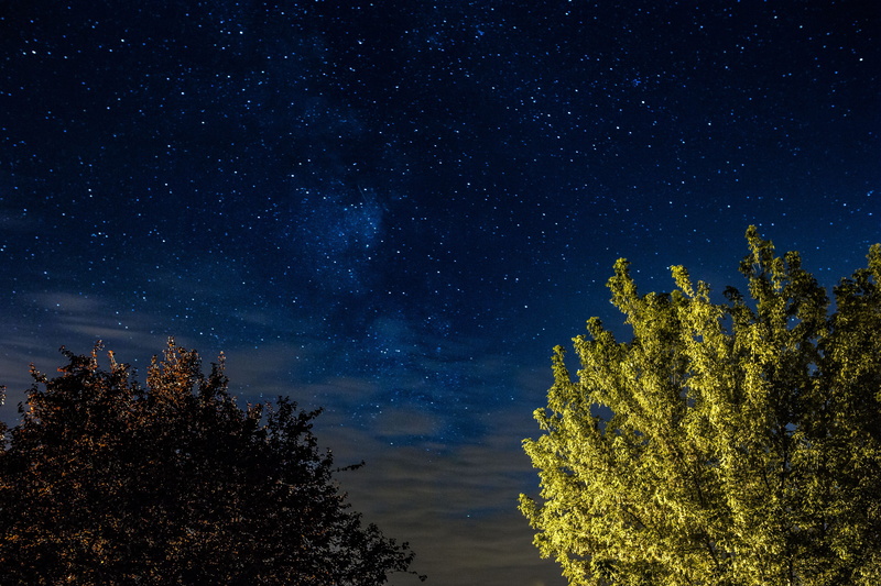 beauty in nature, coniferous tree, star, scenics - nature, space and astronomy, tree, night, galaxy, trees, space, 5K, star - space, astrophotography